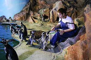 Acqua Mundo: Pinguins fazem fila na hora da comida!<br>