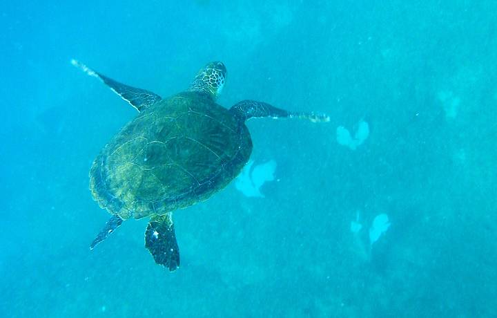 Tartaruga  companheira constante nos mergulhos em Arraial