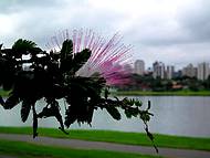 A beleza das flores no Parque Barigui em Curitiba