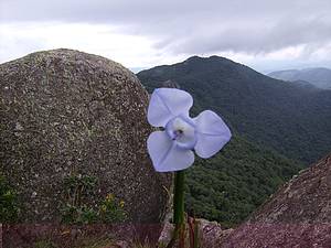 Pedra do Cume: Flor de ris se exibe em maio s alturas<br>