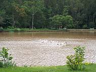 O Lago Pode Fazer o Passeio de Pedalinho,conteplar os Patinhos na Lagoa,lindo!!