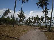 Passeio de Bugue, a caminho das praias de Porto de Galinhas.