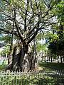 Baobá Histórico