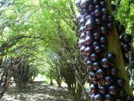 Jabuticaba no pé em Goiás!