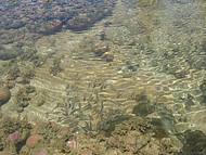Piscinas naturais nos recifes de Coroa Vermelha. Aqurio natural. 
