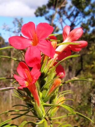 Flores do cerrado