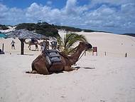 Camelos ou Dromedrios(?) para passeio