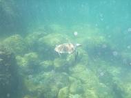 Lagoa azul - muito facíl ver tartarugas
