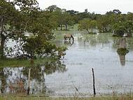 O Pantanal  Incrvel!