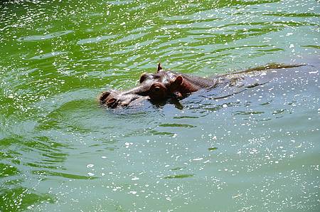 No verão, hipopótamo faz a festa no lago