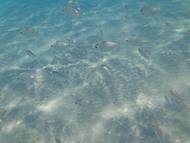 Peixinhos da praia do Farol