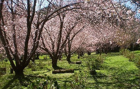 Festa da Cerejeira em Flor
