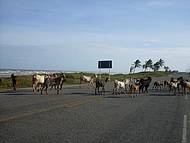 Animais na pista prximo  Praia de Parati