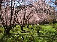 Cerejeiras em Flor em Campos do Jordo