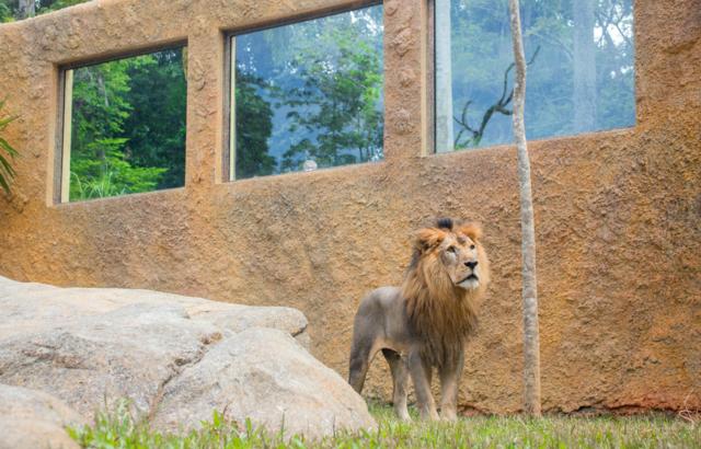 Simba, o rei da selva, é um dos animais mais queridos 