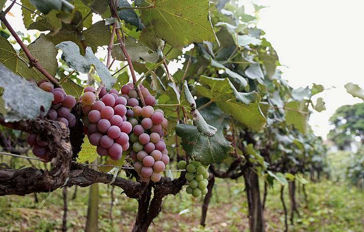 Festa da Uva e do Vinho acontece em fevereiro