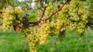Uvas dão origem aos brancos refrescantes da Pericó Valley 