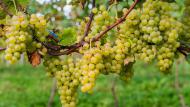 Uvas do origem aos brancos refrescantes da Peric Valley 