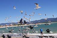 Aves na praia de Baixo
