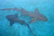Tubarões-lixa: com o acompanhamento do biólogo pode-se tocar neles.