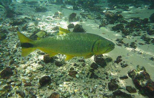 Peixe Dourado