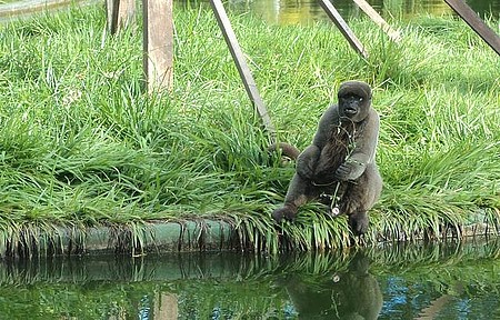 Macaco Fotogenico