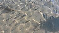 Peixes na Praia da Lagoinha