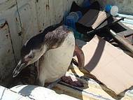 Pinguim resgatado pela prefeitura, perdido  3 dias!
