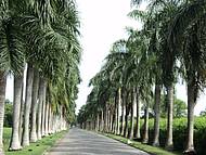 Lindo corredor de palmeiras