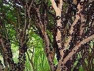 Ganha a fazenda quem conseguir comer uma jabuticaba de cada p da fruta.