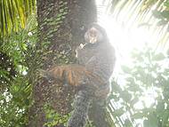 Sagui simptico visita a pousada