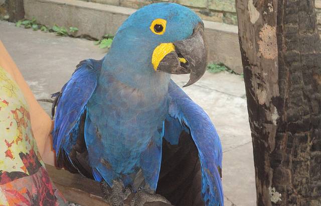 Arara Azul do Rio do Peixe