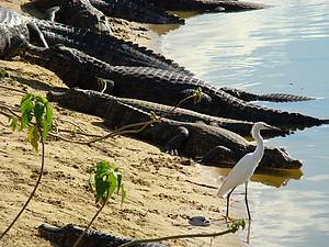 Jacars: Animais tpicos do Pantanal sempre do o ar da graa! - 