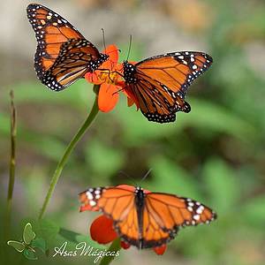 Borboletrio Asas Mgicas: Espcies diversas colorem o ambiente - 