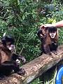 Macaquinhos