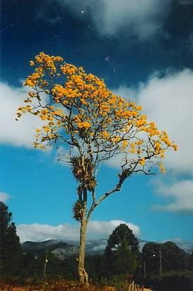 A Beleza do Ipe em Flor, em Visconde de Mau - RJ