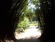 Tnel de Bambu