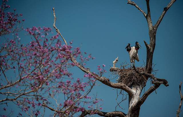 Tuiuiús são as aves-símbolo do Pantanal