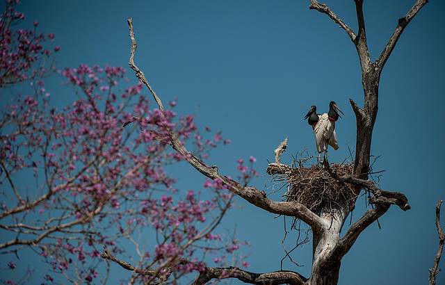 Tuiuis so as aves-smbolo do Pantanal