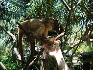 Macaco Prego