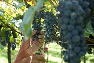 Cuidados na colheita garantem bons vinhos