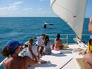 Avistamento de baleias jubarte