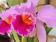Venda de lindas orquídeas