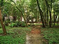 Bosque da Brasital