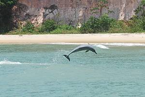 Passeio de barco: Show de acrobacias durante passeios de barco na Baa dos Golfinhos! - 