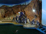 Hora do almoo dos pinguins