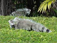 Iguanas