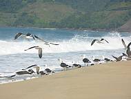 Gaivotas na praia