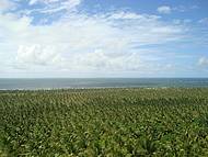 Vista do mirante na Fazendo do Gunga cultivo de coco