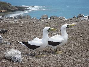 Parque Nacional Marinho dos Abrolhos: Atobs-mascarados do as boas vindas! - 